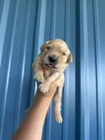 River CKC, a male Golden Retriever for sale in Durant, OK – 3 of 8