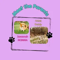 ✨Sparkle✨, a female Cardigan Welsh Corgi and Pembroke Welsh Corgi for sale in Durant, OK – 3 of 10