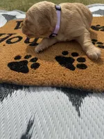 Chai- AKC- - Dad embark tested, a female Golden Retriever for sale in Durant, OK – 3 of 6