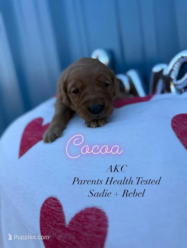 Cocoa AKC parents hlth tested