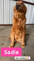 Mocha, a female Golden Retriever for sale in Durant, OK – 4 of 4