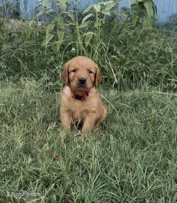Patrick Mahomes- AKC – Golden Retriever puppy for sale in Durant, OK