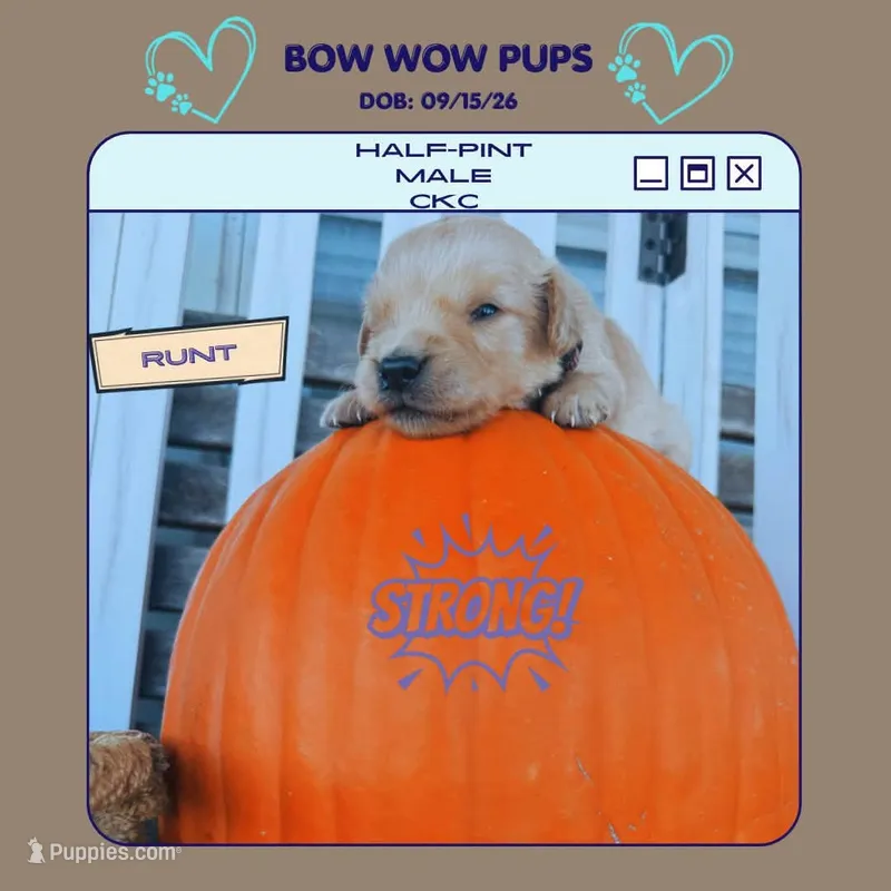 Half-Pint – Golden Retriever puppy for sale in Durant, OK