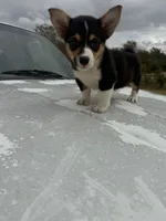 Lady Liberty- American Corgi, a female Cardigan Welsh Corgi and Pembroke Welsh Corgi for sale in Durant, OK – 2 of 10