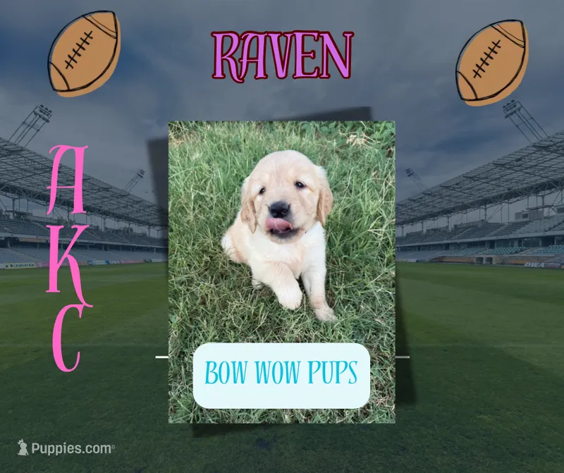 Raven-AKC - dad dna healthy tested – Golden Retriever puppy for sale in Durant, OK