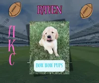 Raven-AKC - dad dna healthy tested, a female Golden Retriever for sale in Durant, OK – 1 of 6