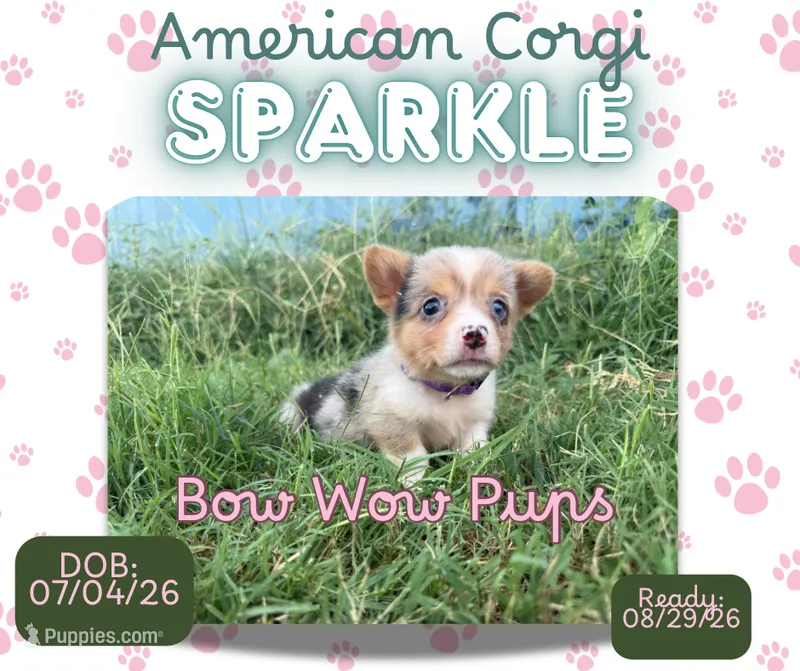 ✨Sparkle✨ – Cardigan Welsh Corgi, Pembroke Welsh Corgi puppy for sale in Durant, OK