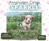 ✨Sparkle✨, a female Cardigan Welsh Corgi and Pembroke Welsh Corgi for sale in Durant, OK – 1 of 10