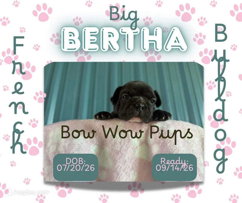 Big Bertha- AKC – French Bulldog puppy for sale in Durant, OK