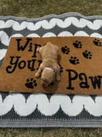 Chai- AKC- - Dad embark tested, a female Golden Retriever for sale in Durant, OK – 2 of 6