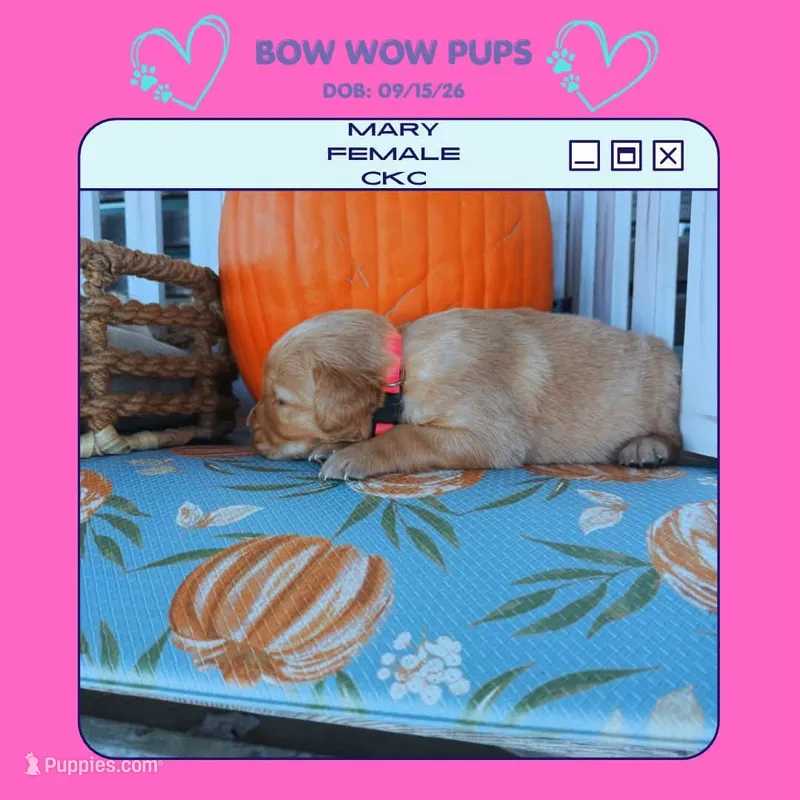 Mary-CKC – Golden Retriever puppy for sale in Durant, OK