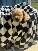 River CKC, a male Golden Retriever for sale in Durant, OK – 1 of 8
