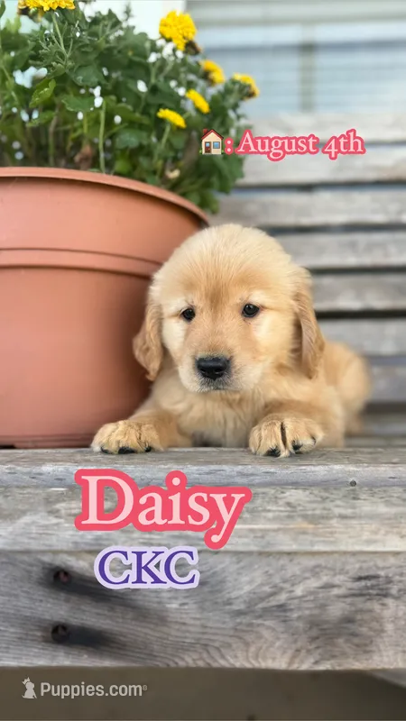 Daisy CKC – Golden Retriever puppy for sale in Durant, OK