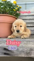 Daisy CKC, a female Golden Retriever for sale in Durant, OK – 1 of 10