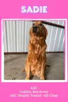 Mocha AKC- BOTH PARENTS HEALTH TESTED, a female Golden Retriever for sale in Durant, OK – 6 of 7