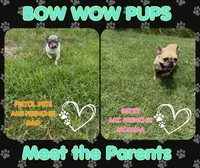 Big Bertha- AKC, a female French Bulldog for sale in Durant, OK – 2 of 5