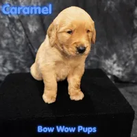 Caramel- AKC Both Parents Health Tested, a male Golden Retriever for sale in Durant, OK – 1 of 5