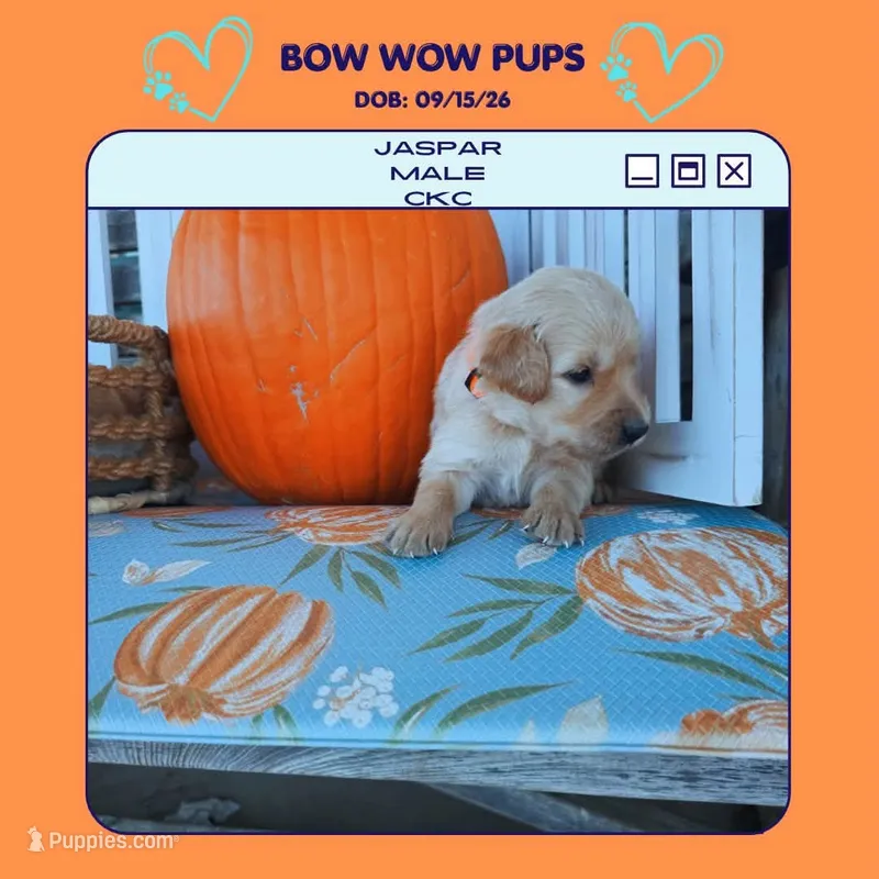 Jaspar-CKC – Golden Retriever puppy for sale in Durant, OK