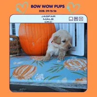 Jaspar-CKC, a male Golden Retriever for sale in Durant, OK – 1 of 2