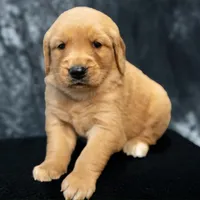 Mocha AKC- BOTH PARENTS HEALTH TESTED, a female Golden Retriever for sale in Durant, OK – 3 of 7