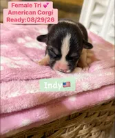 Indy - American Corgi, a female Cardigan Welsh Corgi and Pembroke Welsh Corgi for sale in Durant, OK – 4 of 7
