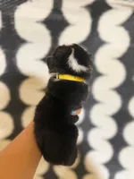Indy - American Corgi, a female Cardigan Welsh Corgi and Pembroke Welsh Corgi for sale in Durant, OK – 2 of 7