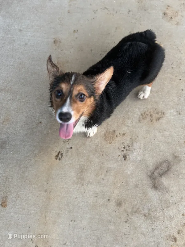 Bugs bunny🐰 – Cardigan Welsh Corgi, Pembroke Welsh Corgi puppy for sale in Durant, OK