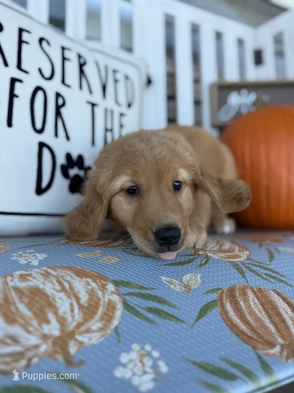 Mocha AKC- BOTH PARENTS HEALTH TESTED – Golden Retriever puppy for sale in Durant, OK