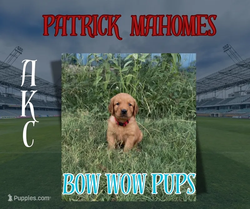Patrick Mahomes- AKC-dad dna tested – Golden Retriever puppy for sale in Durant, OK