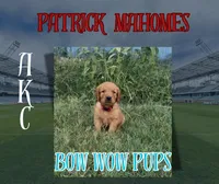 Patrick Mahomes- AKC-dad dna tested, a male Golden Retriever for sale in Durant, OK – 1 of 10