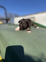 Goat, a male Miniature Schnauzer for sale in Durant, OK – Photo 3 of 4