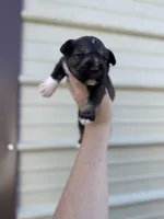 Goat, a male Miniature Schnauzer for sale in Durant, OK – Photo 2 of 4