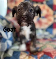 Goat, a male Miniature Schnauzer for sale in Durant, OK – Photo 2 of 7