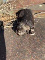 Goat, a male Miniature Schnauzer for sale in Durant, OK – Photo 4 of 4