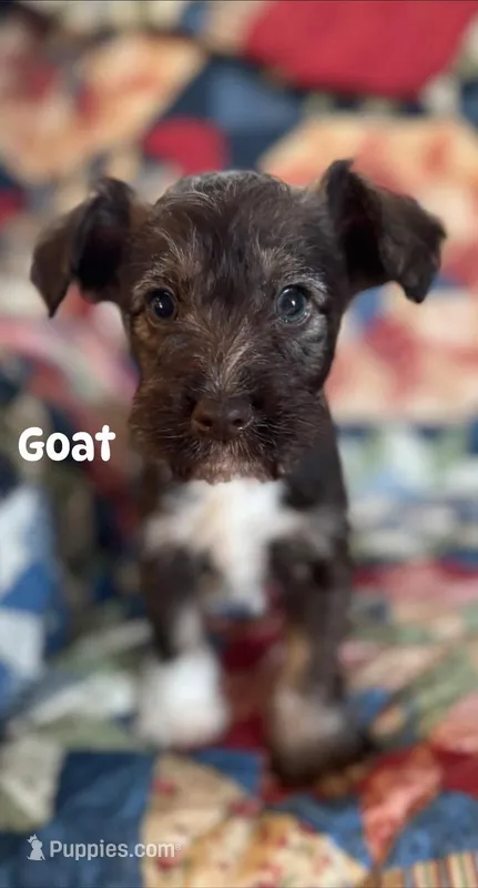 Goat – Miniature Schnauzer puppy for sale in Durant, OK