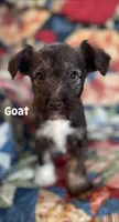 Goat, a male Miniature Schnauzer for sale in Durant, OK – Photo 1 of 7