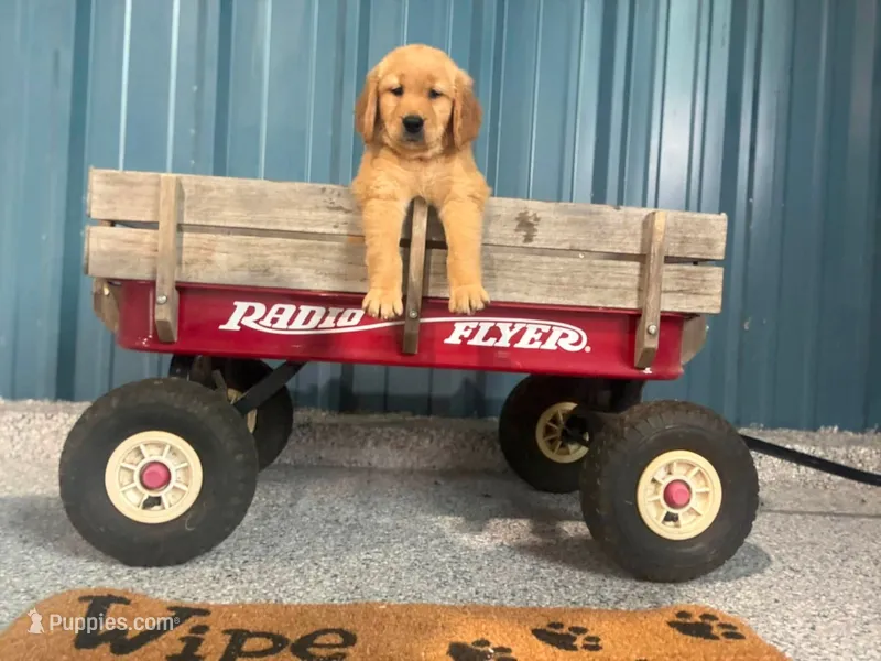 Hazel- AKC Both Parents health tested – Golden Retriever puppy for sale in Durant, OK