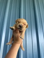 Daisy CKC, a female Golden Retriever for sale in Durant, OK – 3 of 6