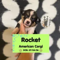 ROCKET - American Corgi, a male Cardigan Welsh Corgi and Pembroke Welsh Corgi for sale in Durant, OK – 1 of 7