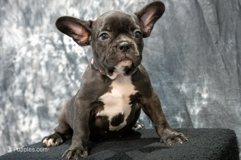 Big Bertha- AKC – French Bulldog puppy for sale in Durant, OK