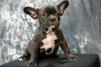 Big Bertha- AKC, a female French Bulldog for sale in Durant, OK – 1 of 10
