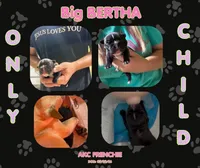 Big Bertha- AKC, a female French Bulldog for sale in Durant, OK – 1 of 5