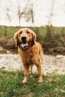 Mocha, a female Golden Retriever for sale in Durant, OK – 3 of 4