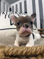 Annabelle- AKC , a female French Bulldog for sale in Durant, OK – 2 of 7