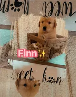 Finn CKC, a female Golden Retriever for sale in Durant, OK – 7 of 7