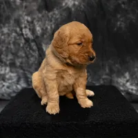 Maple- AKC- - Dad embark tested, a female Golden Retriever for sale in Durant, OK – 3 of 9