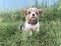 ✨Sparkle✨, a female Cardigan Welsh Corgi and Pembroke Welsh Corgi for sale in Durant, OK – 2 of 10