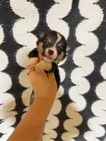 Lady Liberty- American Corgi, a female Cardigan Welsh Corgi and Pembroke Welsh Corgi for sale in Durant, OK – 5 of 7
