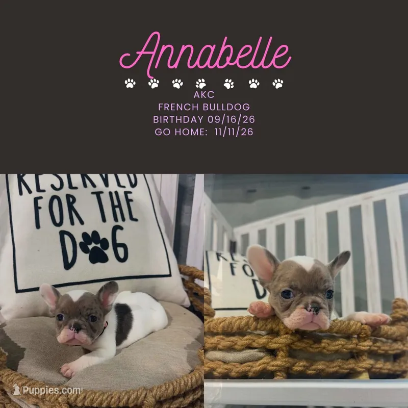 Annabelle- AKC , a female French Bulldog for sale in Durant, OK – 1 of 7