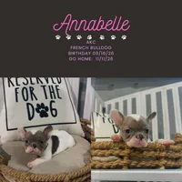 Annabelle- AKC , a female French Bulldog for sale in Durant, OK – 1 of 7